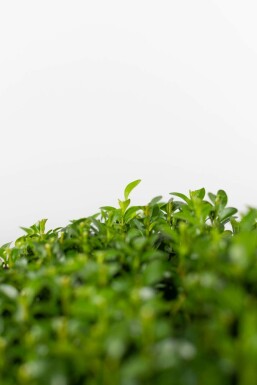 Buis / Buis en Boule 40-50 cm