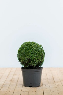 Buis toujours vert Buxus sempervirens Boule 30-40 Motte