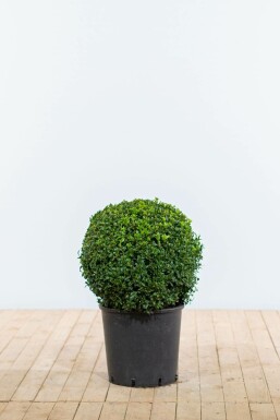 Buis / Buis en Boule 40-50 cm