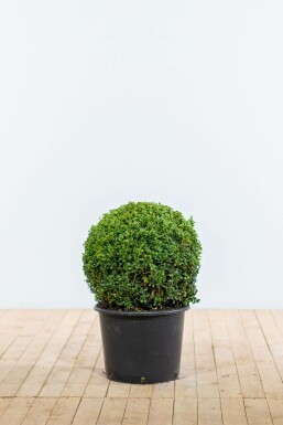 Buis toujours vert Buxus sempervirens Boule 50-60 Motte Buis / Buis en Boule 50-60 cm