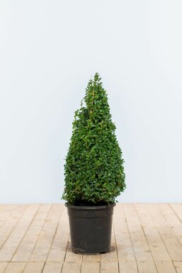 Buis / Buis Pyramide 60-70 cm