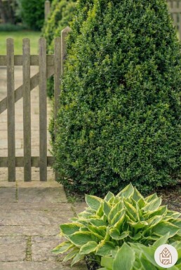 Buis / Buis Pyramide 60-70 cm