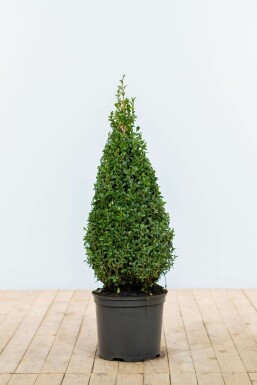 Buis toujours vert Buxus sempervirens Pyramide 70-80 Motte Buis / Buis Pyramide 70-80 cm