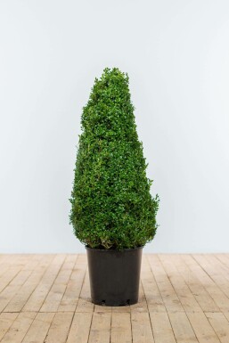 Buis toujours vert Buxus sempervirens Pyramide 80-90 Motte Buis / Buis Pyramide 80-90 cm