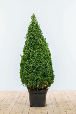 Buis toujours vert Buxus sempervirens Pyramide 90-100 Motte Buis / Buis Pyramide 90-100 cm