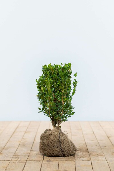 Buis / Buxus Sempervirens Haie 20-30 cm