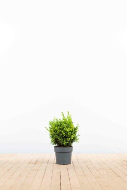 Buis toujours vert Buxus sempervirens Haie 20-30 Pot Buis / Buxus Sempervirens Haie 20-30 cm