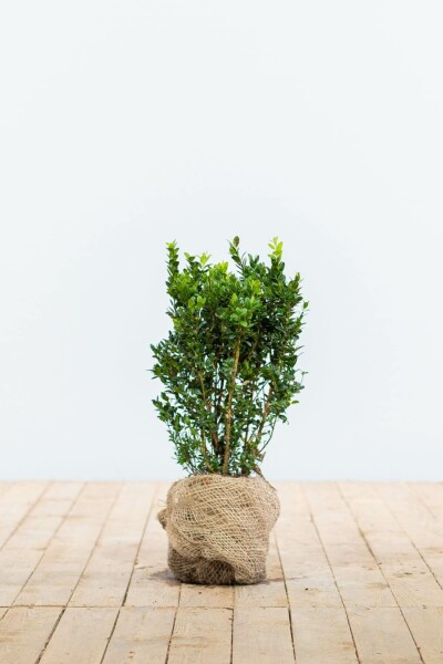 Buis / Buxus Sempervirens Haie 30-40 cm