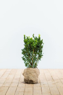 Buis / Buxus Sempervirens Haie 30-40 cm