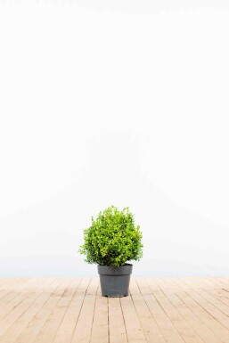 Buis toujours vert Buxus sempervirens Haie 30-40 Pot Buis / Buxus Sempervirens Haie 30-40 cm