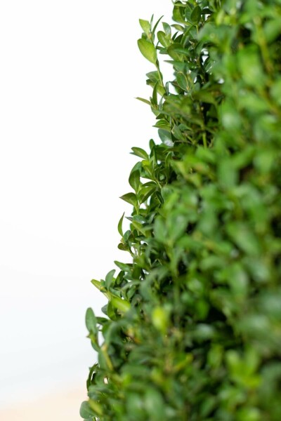 Buis / Buxus Sempervirens Haie 30-40 cm
