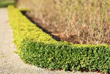 Buis / Buxus Sempervirens Haie 30-40 cm