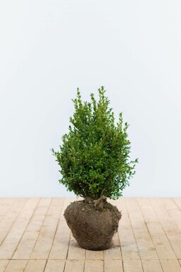 Buis / Buxus Sempervirens Haie 40-50 cm