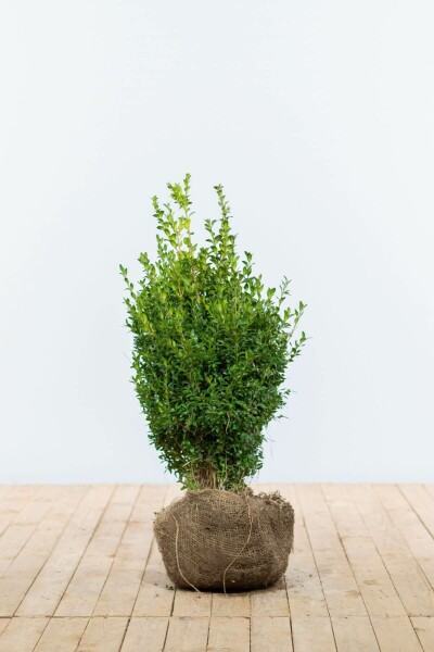 Buis / Buxus Sempervirens Haie 50-60 cm