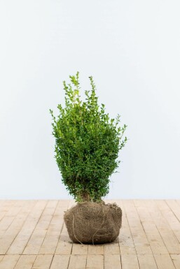 Buis / Buxus Sempervirens Haie