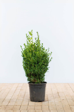 Buis toujours vert Buxus sempervirens Haie 50-60 Motte Buis / Buxus Sempervirens Haie 50-60 cm