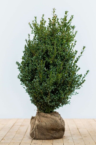 Buis / Buxus Sempervirens Haie 60-80 cm
