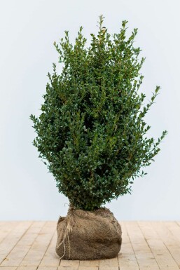 Buis / Buxus Sempervirens Haie 60-80 cm