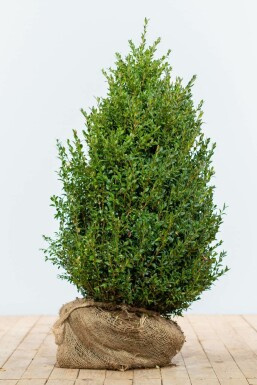 Buis / Buxus Sempervirens Haie 80-100 cm