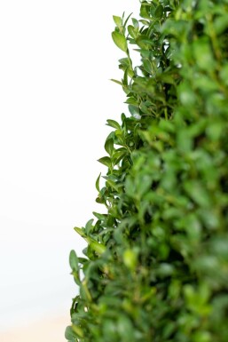 Buis toujours vert Buxus sempervirens Haie 80-100 Motte