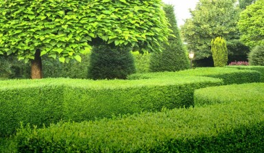 Buis / Buxus Sempervirens Haie 80-100 cm