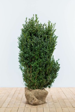 Buis / Buxus Sempervirens Haie 100-125 cm