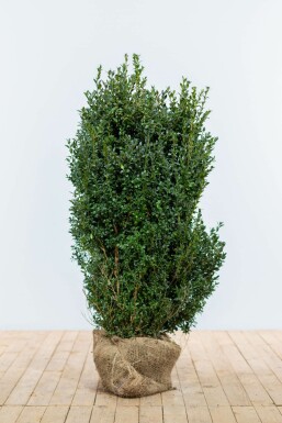 Buis / Buxus Sempervirens Haie