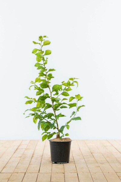 Charme Commun Carpinus Betulus 60-80 cm