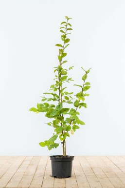 Charme Commun Carpinus Betulus 80-100 cm