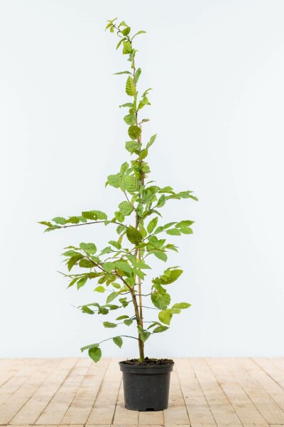 Charme Commun Carpinus Betulus 100-125 cm
