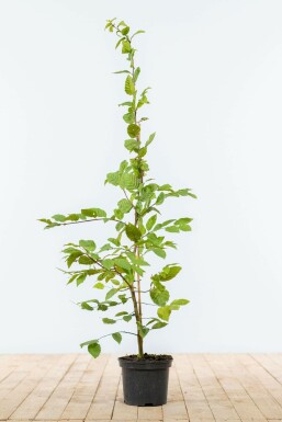 Charme Commun Carpinus Betulus 100-125 cm