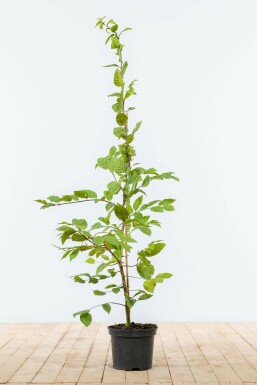 Charme commun Carpinus betulus Haie 100-125 Pot