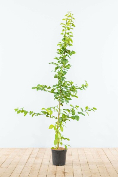 Charme Commun Carpinus Betulus 125-150 cm