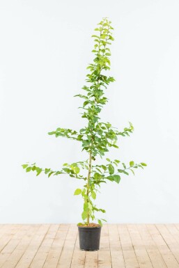 Charme Commun Carpinus Betulus 125-150 cm