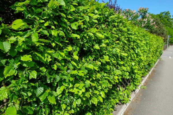 Charme Commun Carpinus Betulus 125-150 cm