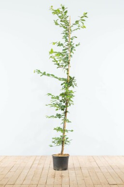 Charme Commun Carpinus Betulus 150-175 cm