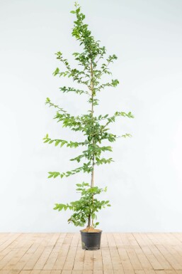Charme Commun Carpinus Betulus 175-200 cm