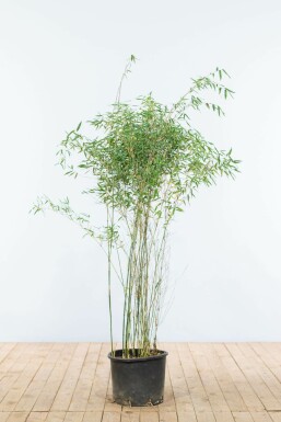 Bambou de muriel Fargesia murielae 'Jiuzhaigou' Haie 125-150 Motte Bambou Rouge / Fargesia Jiuzhaigou 125-150 cm