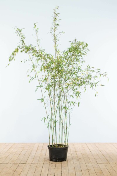 Bambou Rouge / Fargesia Jiuzhaigou 150-175 cm