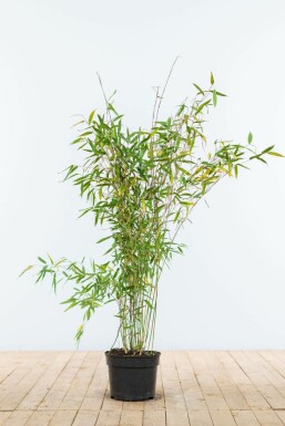 Bambou de muriel Fargesia murielae 'Jumbo' Haie 80-100 Motte
