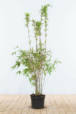 Bambou de muriel Fargesia murielae 'Jumbo' Haie 100-125 Motte Bambou / Fargesia Murielae Jumbo 100-125 cm