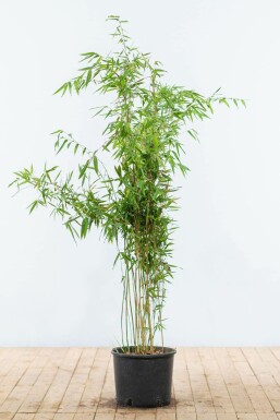 Bambou de muriel Fargesia murielae 'Jumbo' Haie 125-150 Motte Bambou / Fargesia Murielae Jumbo 125-150 cm