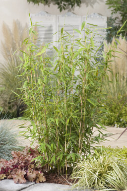 Bambou / Fargesia Murielae Jumbo 150-175 cm