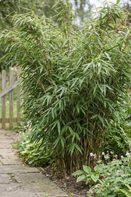 Bambou / Fargesia Murielae Jumbo 150-175 cm - Pot
