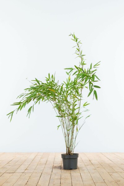 Bambou / Fargesia Nitida 60-80 cm