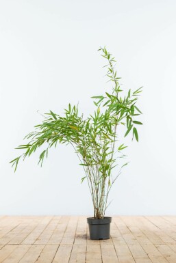 Bambou cespiteux Fargesia nitida Haie 60-80 Motte Bambou / Fargesia Nitida 60-80 cm