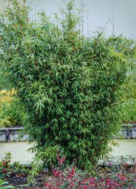 Bambou cespiteux Fargesia nitida Haie 60-80 Motte