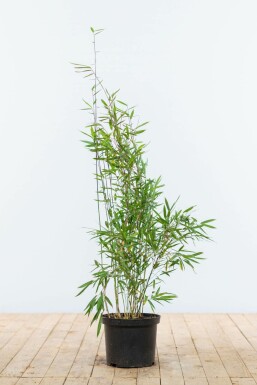 Bambou / Fargesia Nitida 80-100 cm