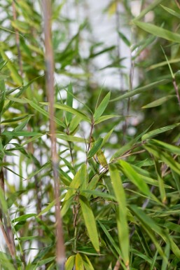 Bambou cespiteux Fargesia nitida Haie 80-100 Motte