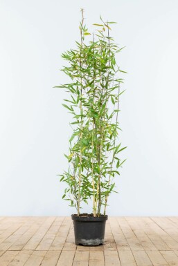 Bambou / Fargesia Nitida 100-125 cm